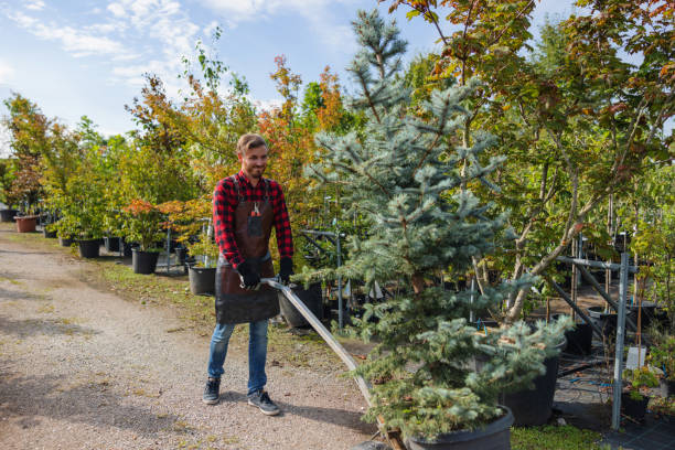 How Our Tree Care Process Works  in Carpinteria, CA